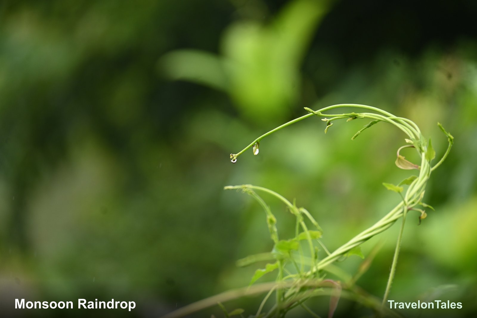 Monsoon raindrop on forest vine