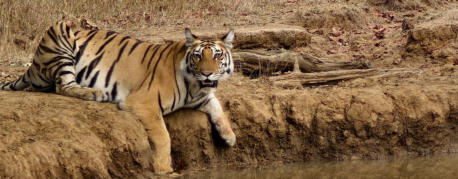 Tiger at Panna Tiger Reserve Madhya Pradesh April 2024