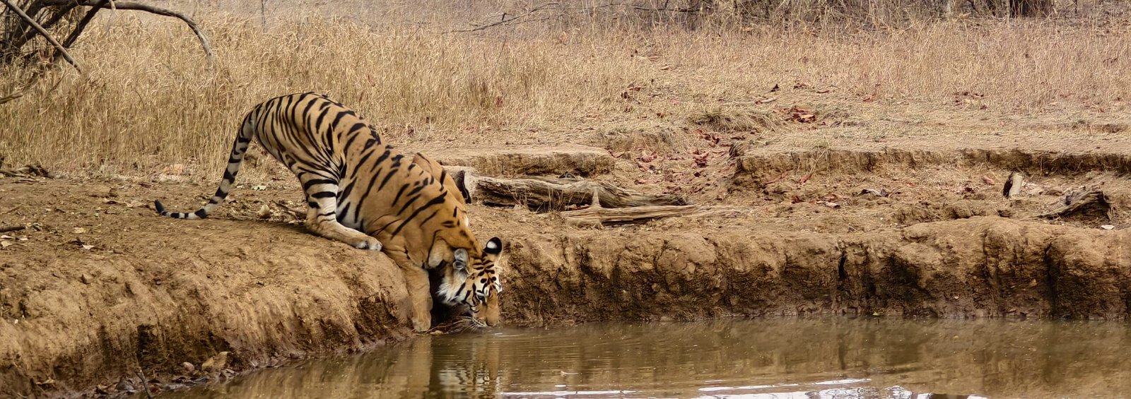 Tiger sighting Panna National Park morning safari April 2024