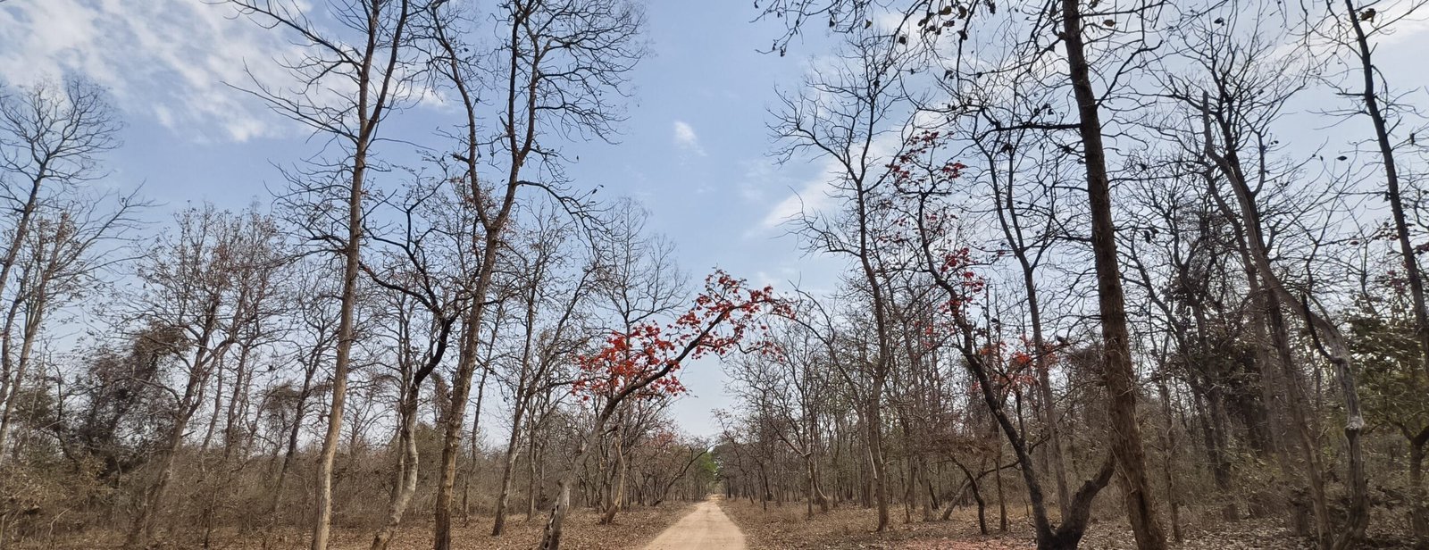 Forest view during a Panna National Park safari