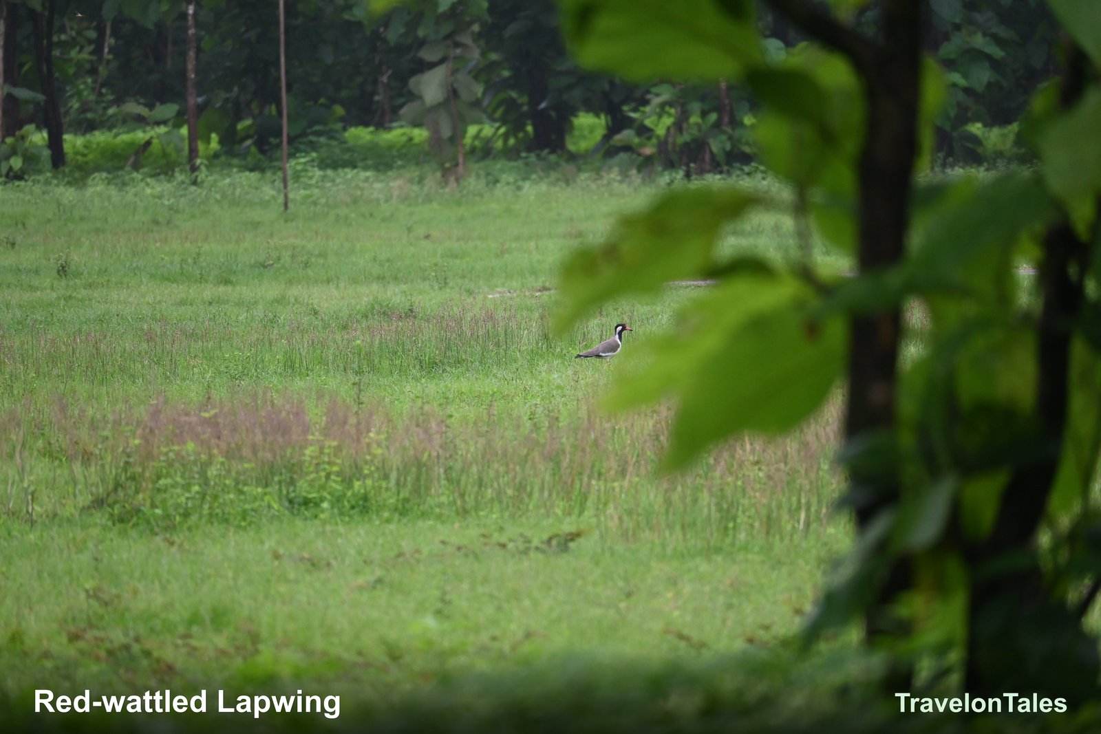 Red-wattled Lapwing in green paddy field