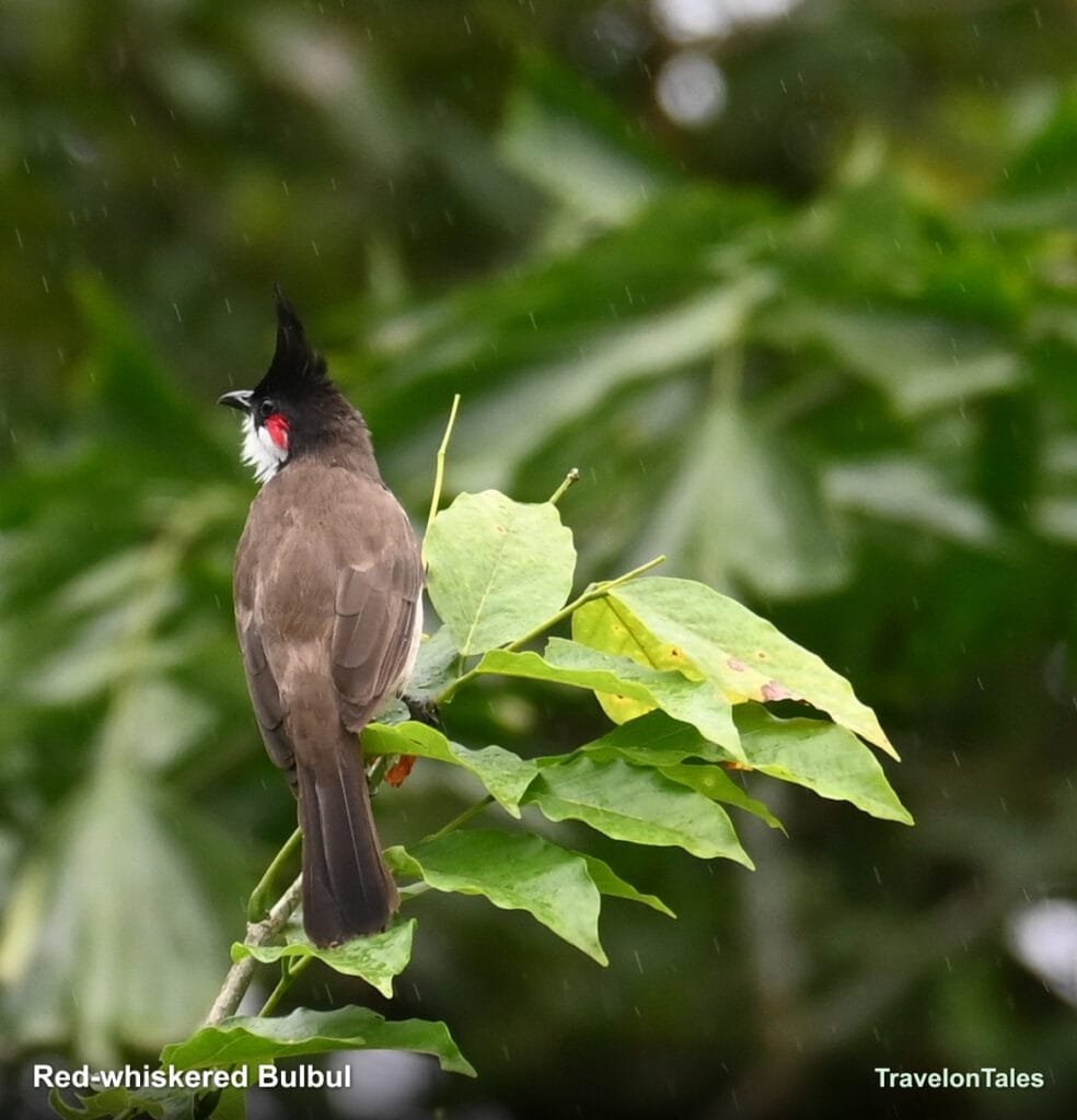 Red-whiskered Bulbul among the leaves