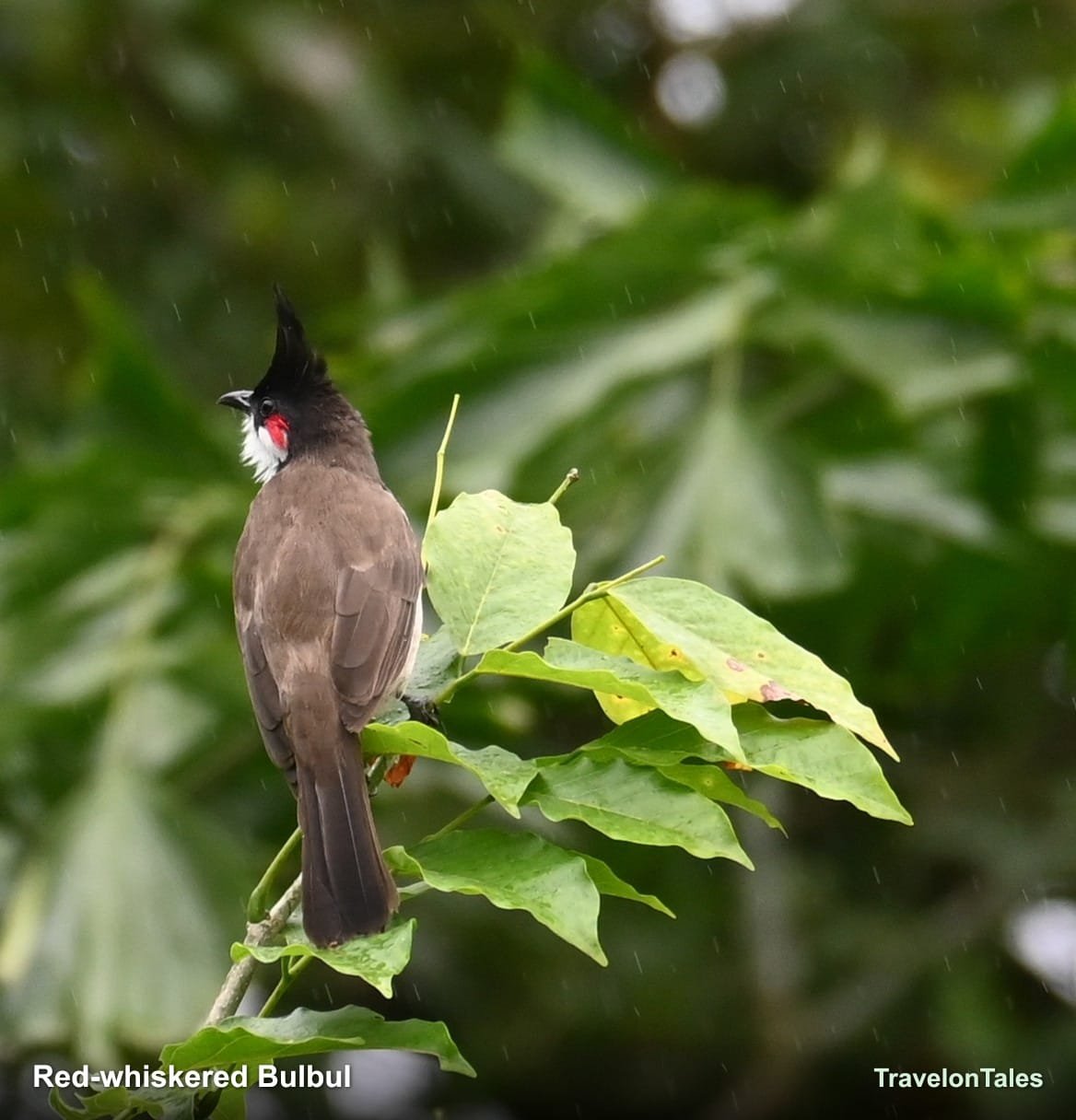 Red-whiskered Bulbul showing black crest and red ear patch in rain
