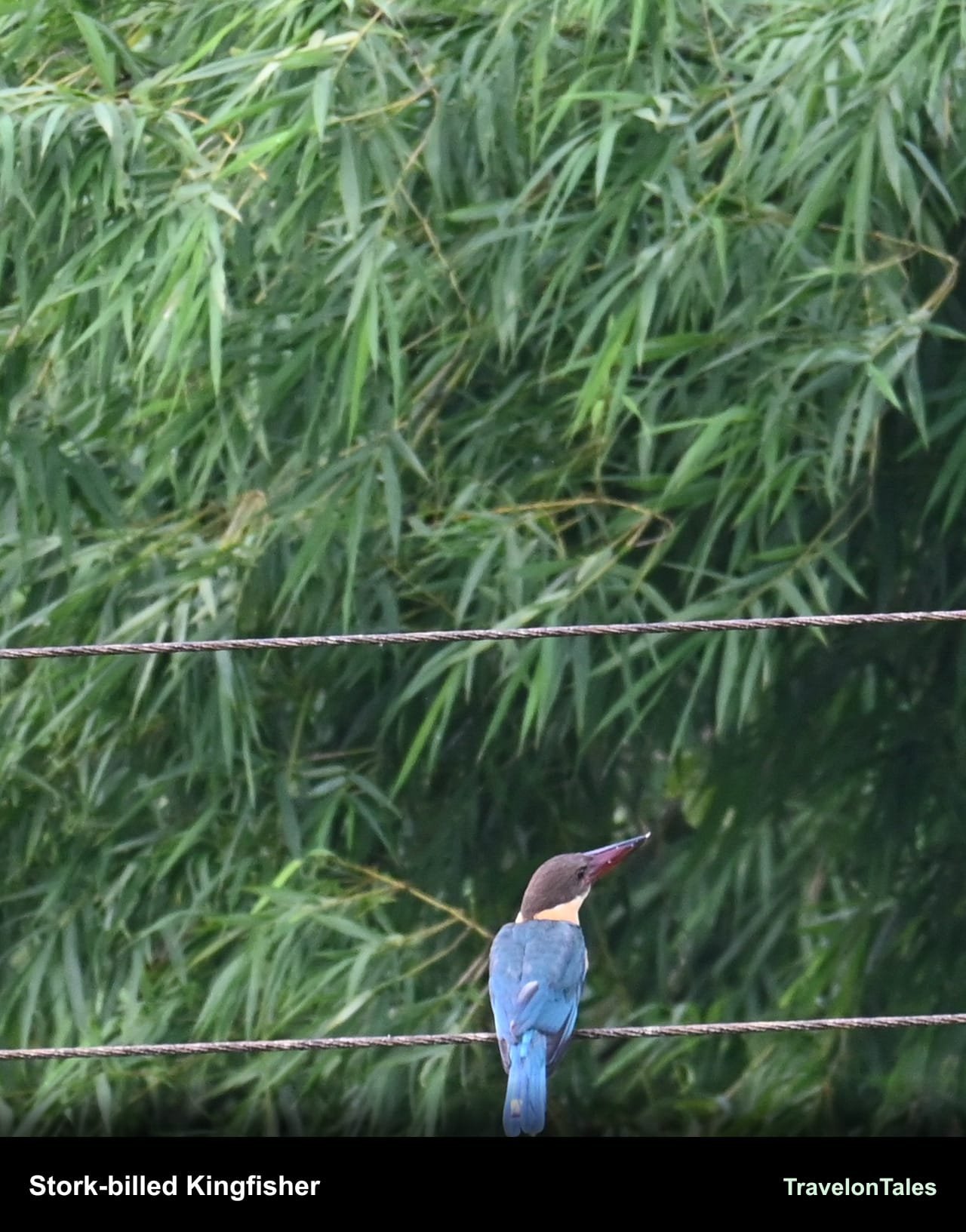 Stork-billed Kingfisher perched on a wire