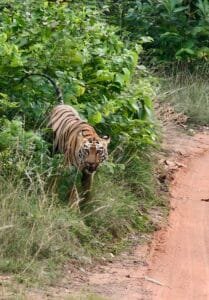 Tadoba Andhari Tiger Reserve near from Mumbai and one of India’s best for tiger sightings