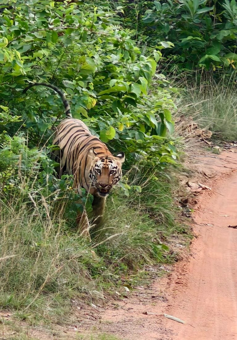 Tadoba Andhari Tiger Reserve — Tadoba