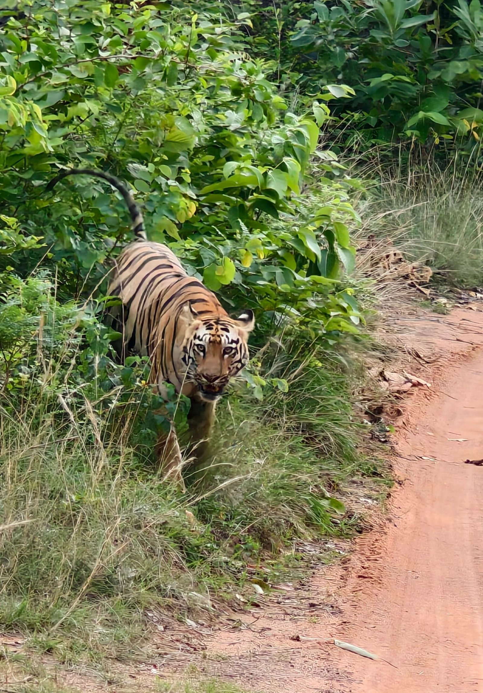 Royal Bengal Tiger at Tadoba Andhari Tiger Reserve Maharashtra
