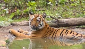 Tadoba Tiger Reserve Safari Guide 2025-26 | Gates, Timings, Zones