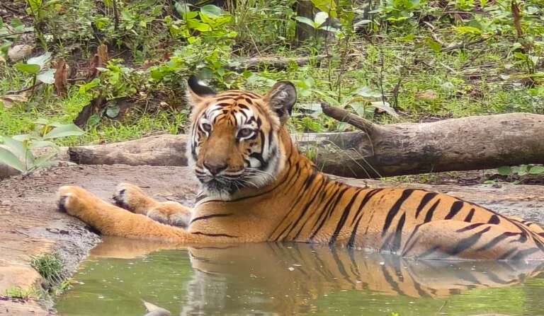 Tadoba Andhari Tiger Reserve