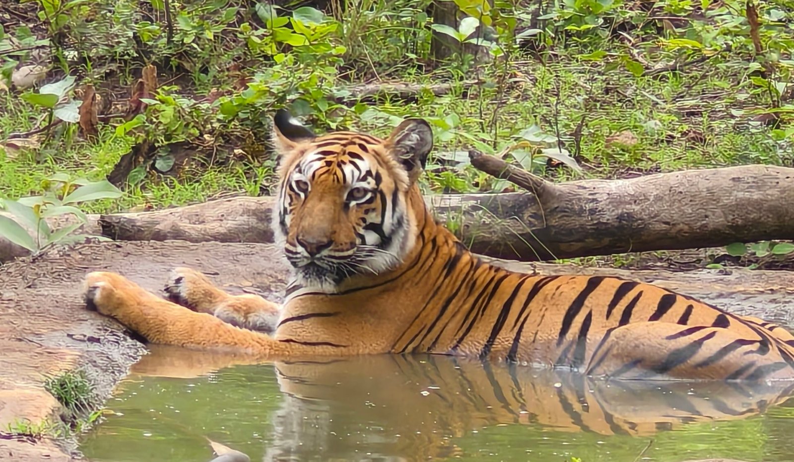 Tiger at Tadoba tiger reserve Maharashtra India