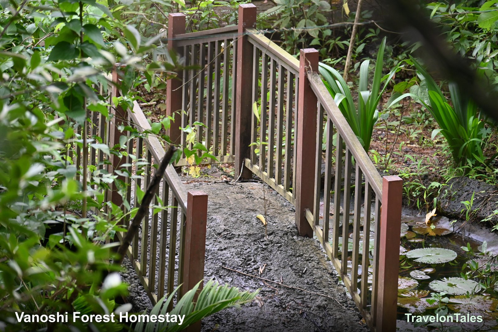 Wooden bridge over lily pond at Vanoshi