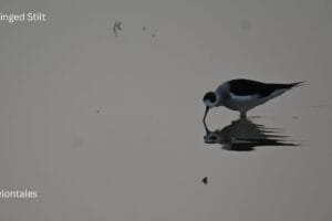 Black-winged Stilt: The Long-Legged Wader of Bhigwan