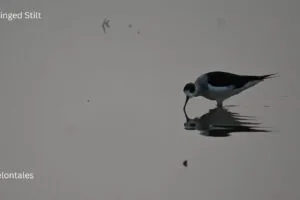 Black-winged Stilt: The Long-Legged Wader of Bhigwan