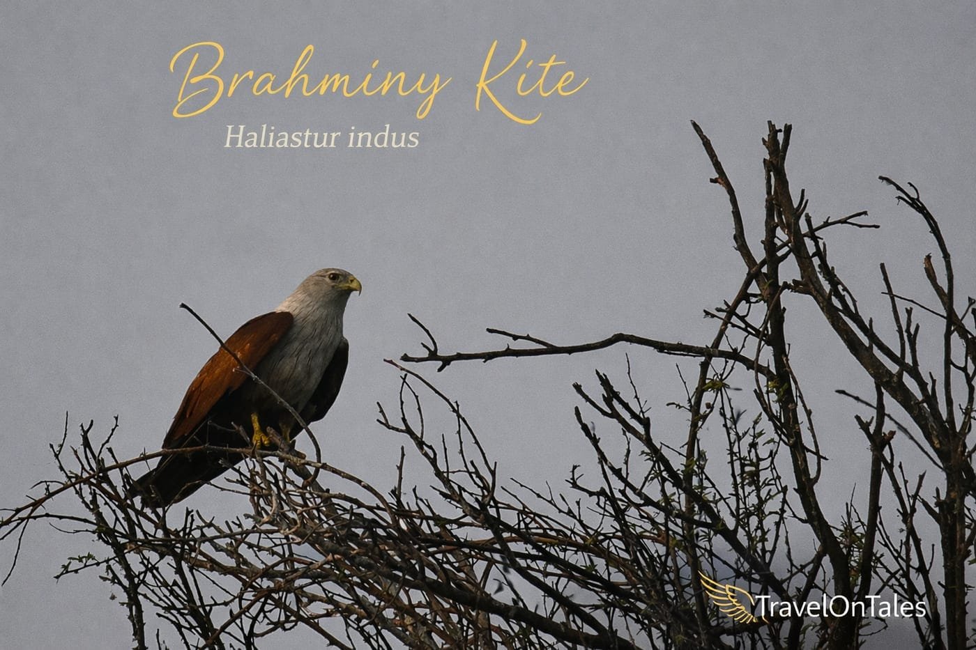 Brahminy Kite (Haliastur indus) photographed at Bhigwan reservoir, Maharashtra