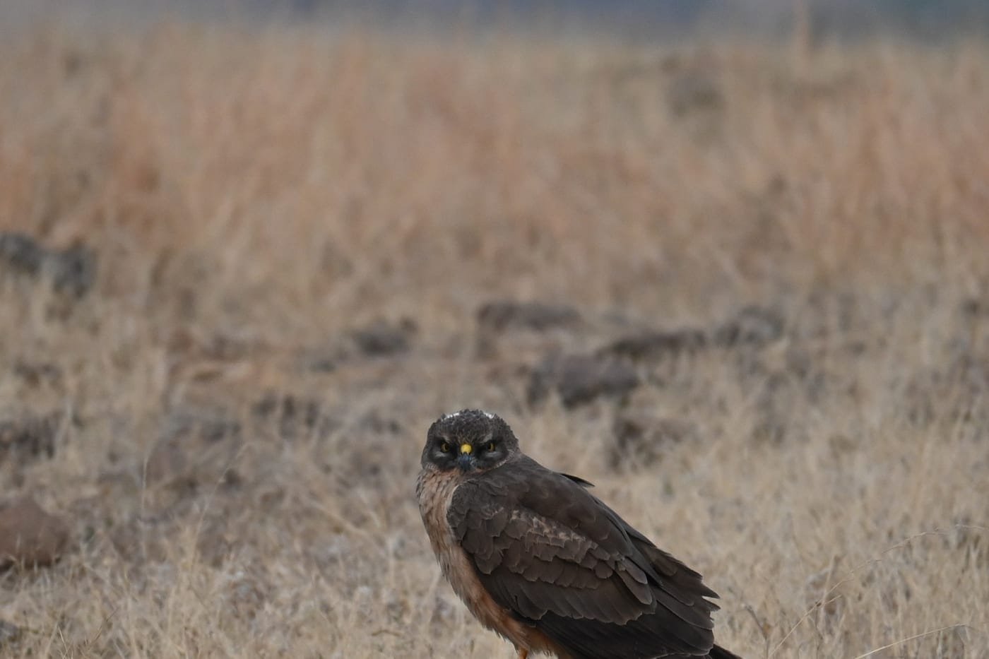 Montagu's Harrier (Circus pygargus) photographed at Bhigwan reservoir, Maharashtra