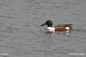 northern-shoveler