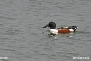 northern-shoveler