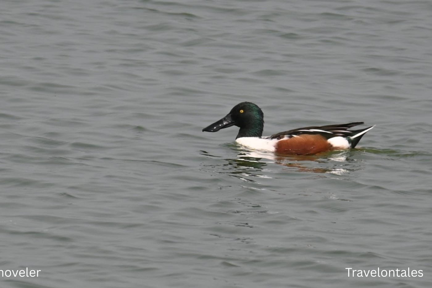 Northern Shoveler (Spatula clypeata) photographed at Bhigwan reservoir, Maharashtra