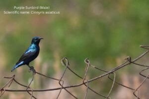 Purple Sunbird