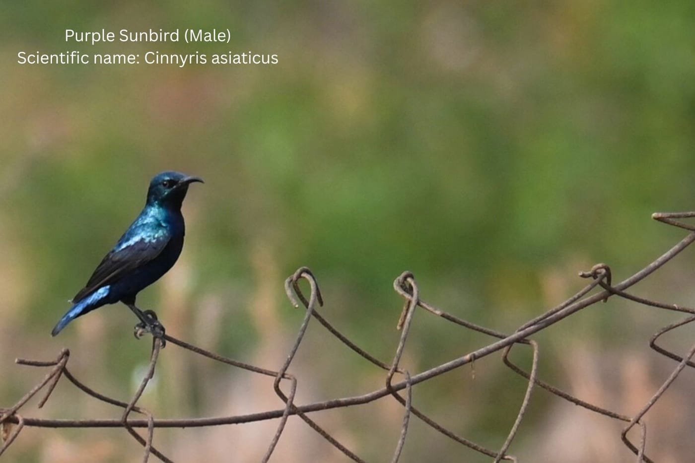 Purple Sunbird (Cinnyris asiaticus) photographed at Bhigwan reservoir, Maharashtra