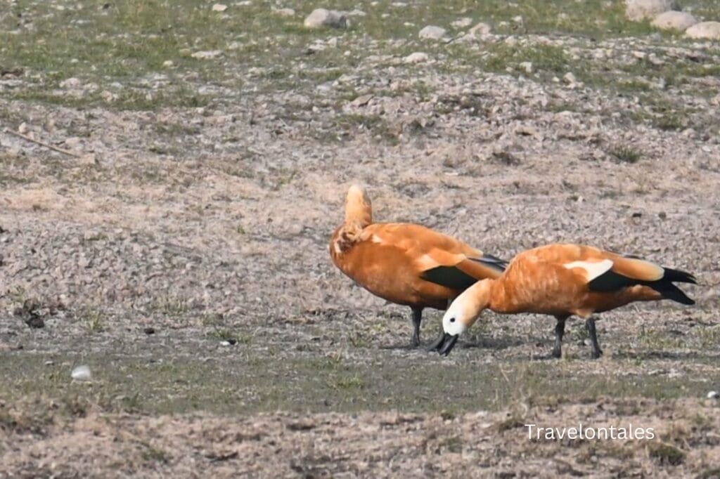 ruddy-shelduck