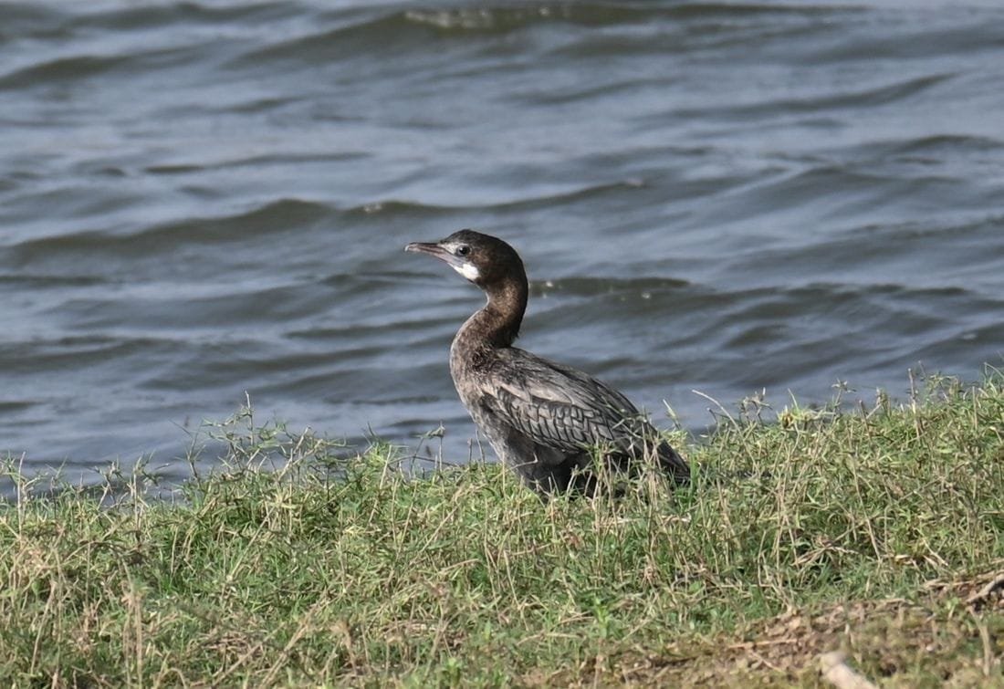 A young cormorant with brownish plumage and a pale throat standing on the grassy bank at Jawai Bandh