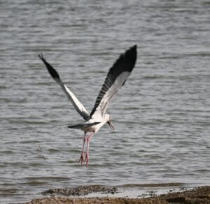 Asian openbill stork taking off over the water at Jawai Bandh, black wings raised and pink legs trailing
