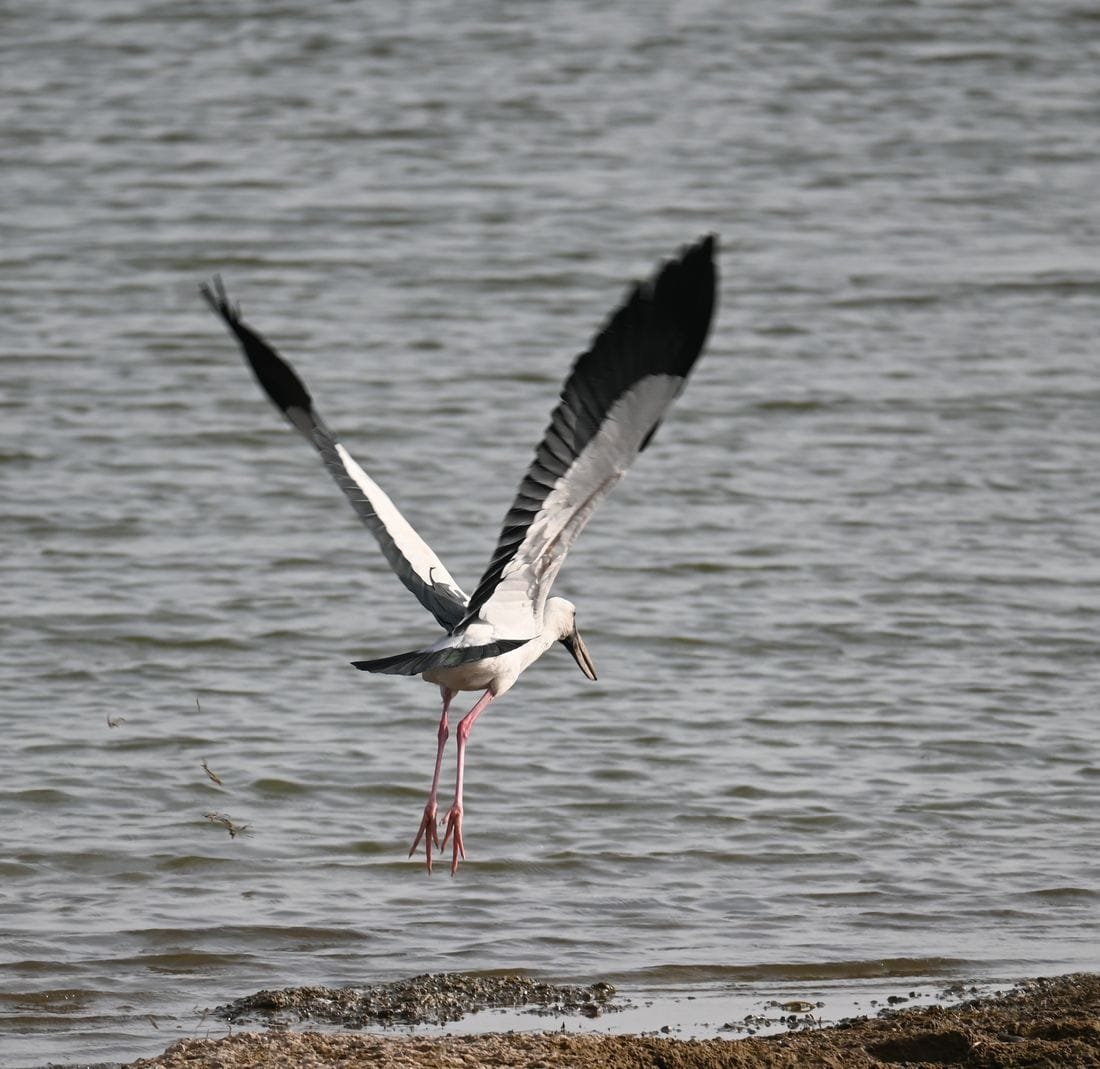 Asian openbill stork taking off over the water at Jawai Bandh, black wings raised and pink legs trailing