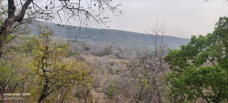 Dry deciduous forest on the Vindhya hills at Bandhavgarh