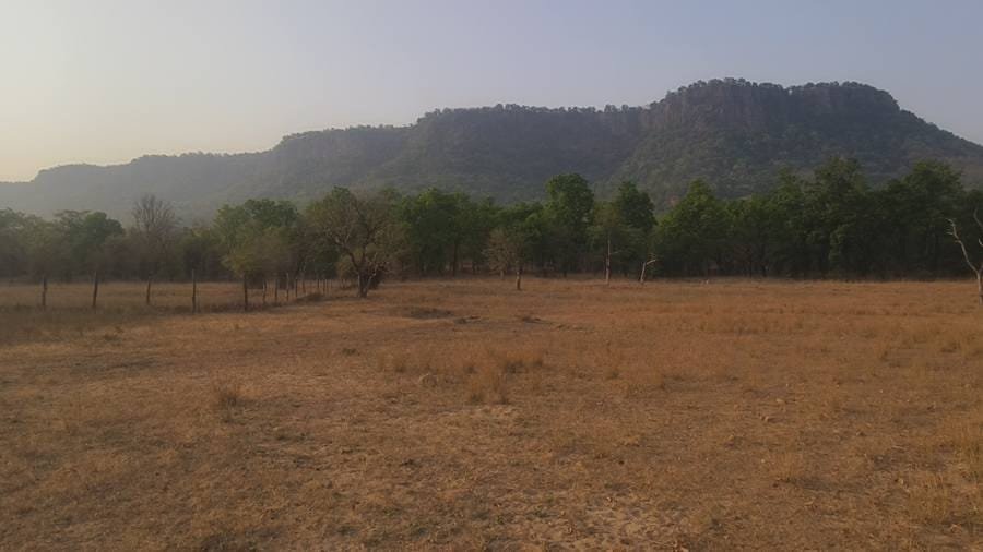 Dry golden grassland below the Bandhavgarh Fort escarpment
