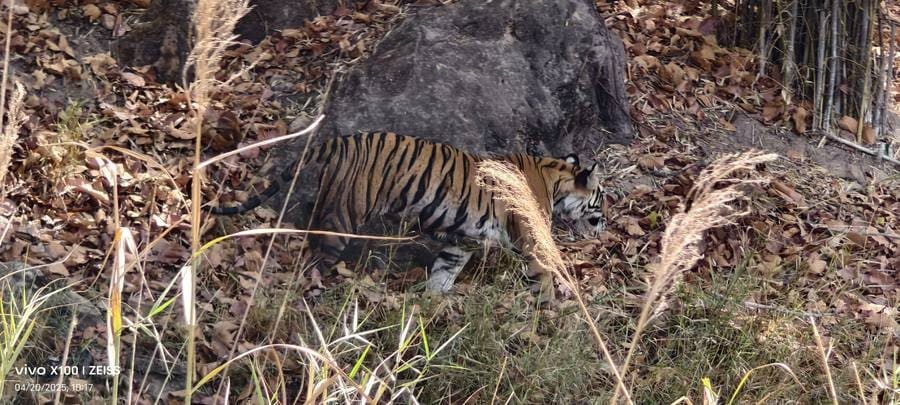 Wild Bengal tiger walking in Bandhavgarh Tala zone in summer