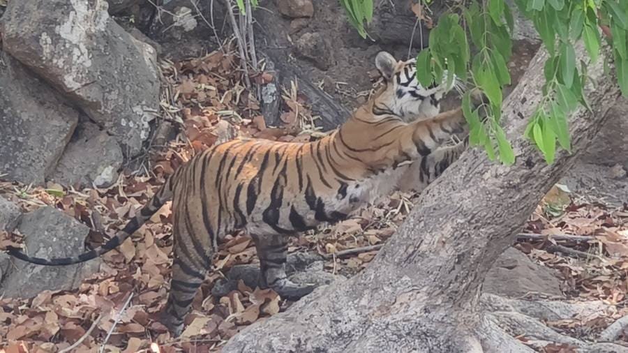 A young tiger climbing onto the rocks in Tala zone