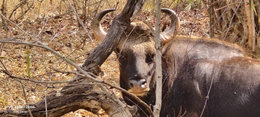 A bull gaur behind a fallen branch in Bandhavgarh National Park