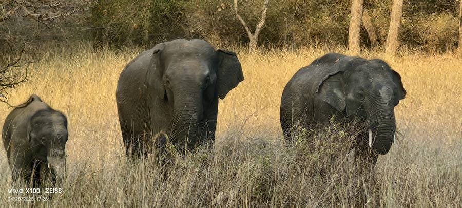 A wild elephant herd with a calf in golden grass at Bandhavgarh