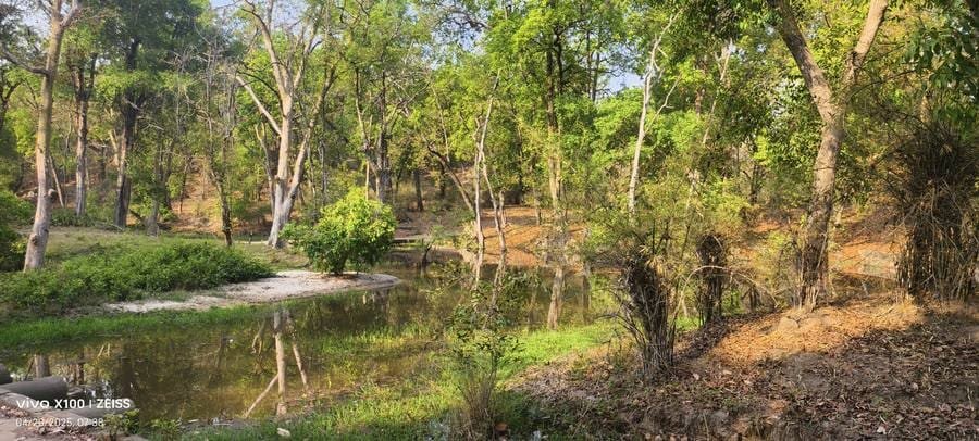 A natural waterhole in the Tala zone surrounded by forest