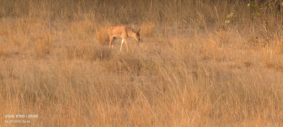 Spotted deer in golden morning light at Bandhavgarh in winter