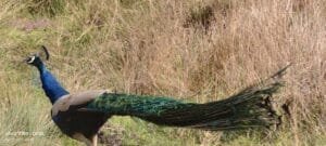 Wild Indian Peacock male with iridescent train Bandhavgarh National Park — Pavo cristatus India national bird safari