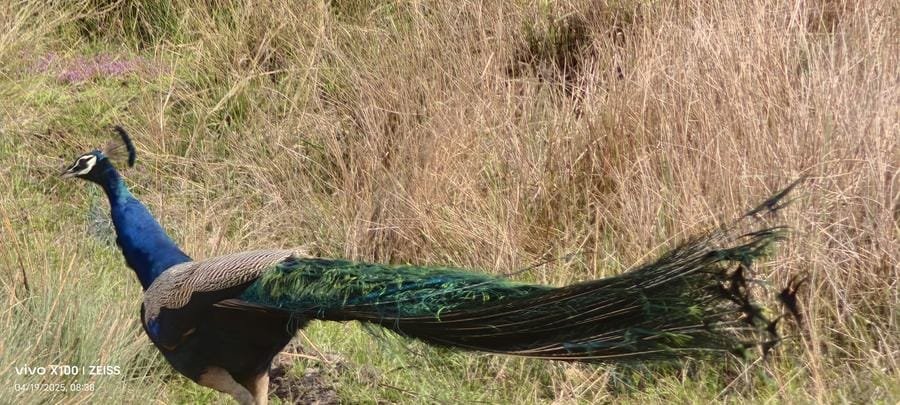 A wild Indian peacock male with iridescent train at Bandhavgarh National Park