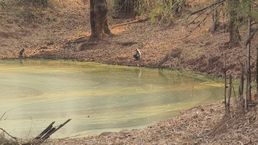 A waterhole at Bandhavgarh with a langur and spotted deer