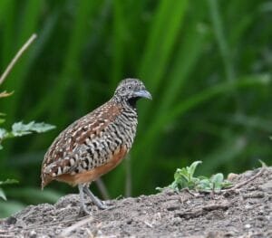 Female Barred Buttonquail walking on bare earth, showing black throat and chestnut shoulders