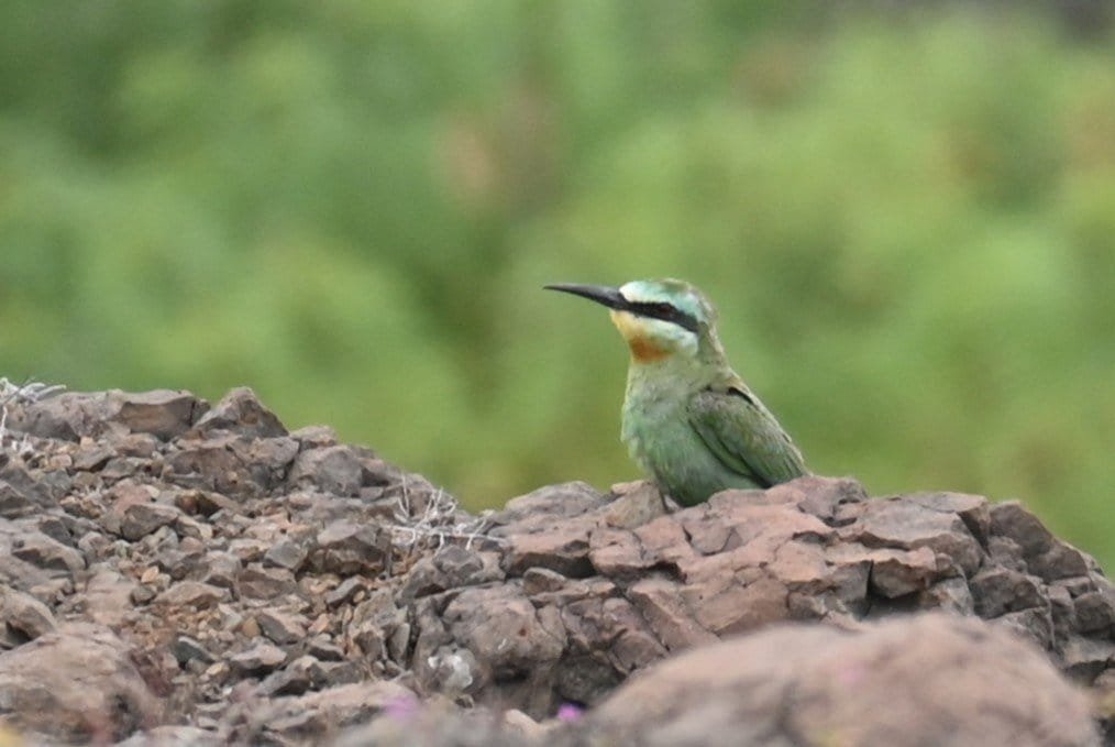 A bee-eater perched on stony ground in grassland near Bhigwan