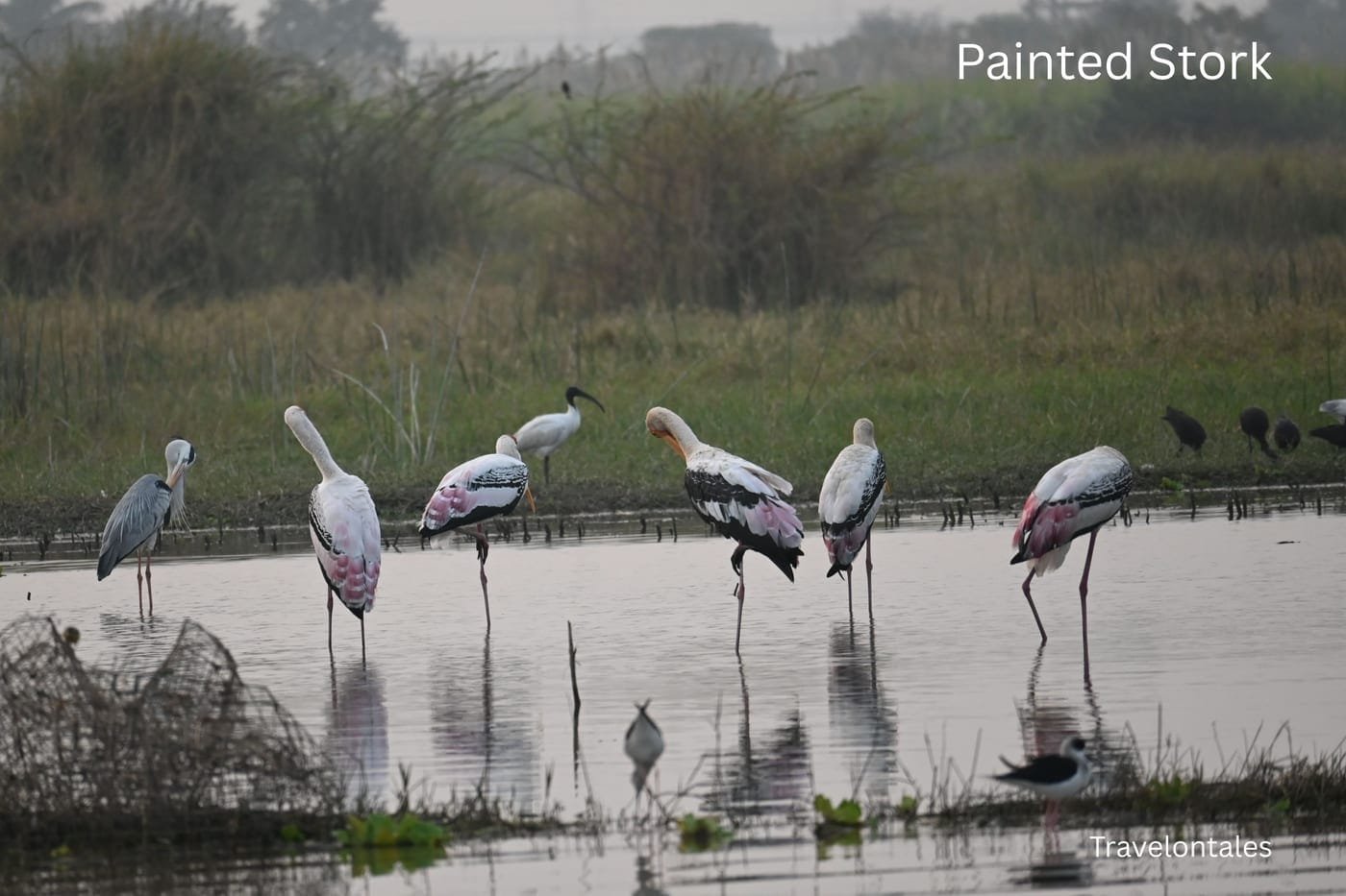 Painted Storks (Mycteria leucocephala) wading in the shallow Ujani backwaters at Bhigwan