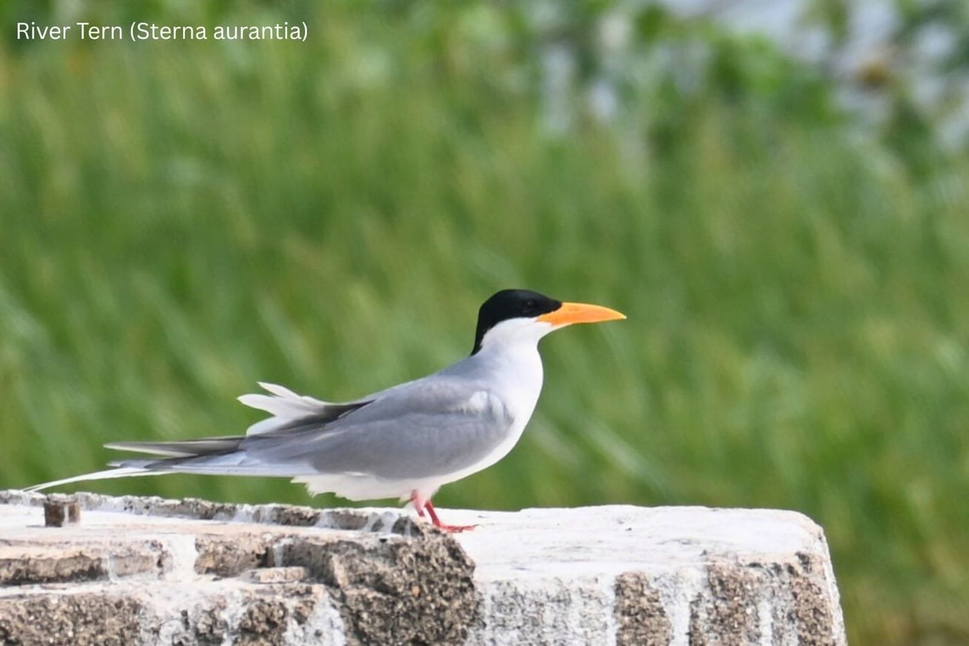 River Tern (Sterna aurantia) perched on a rock at the Ujani reservoir, Bhigwan