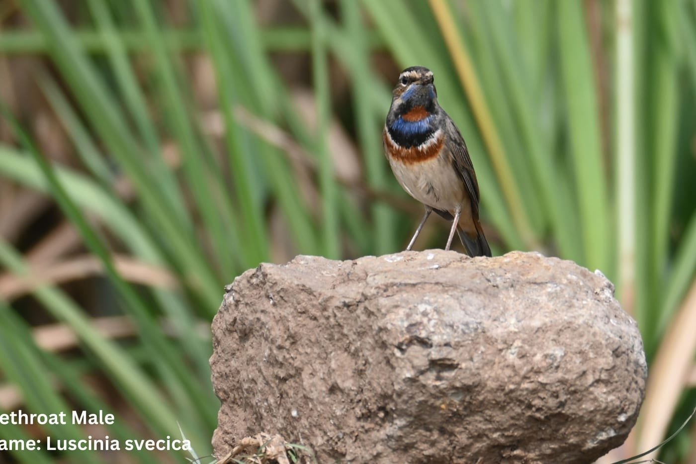 Male Bluethroat (Luscinia svecica) on a rock at the marsh edge, Bhigwan