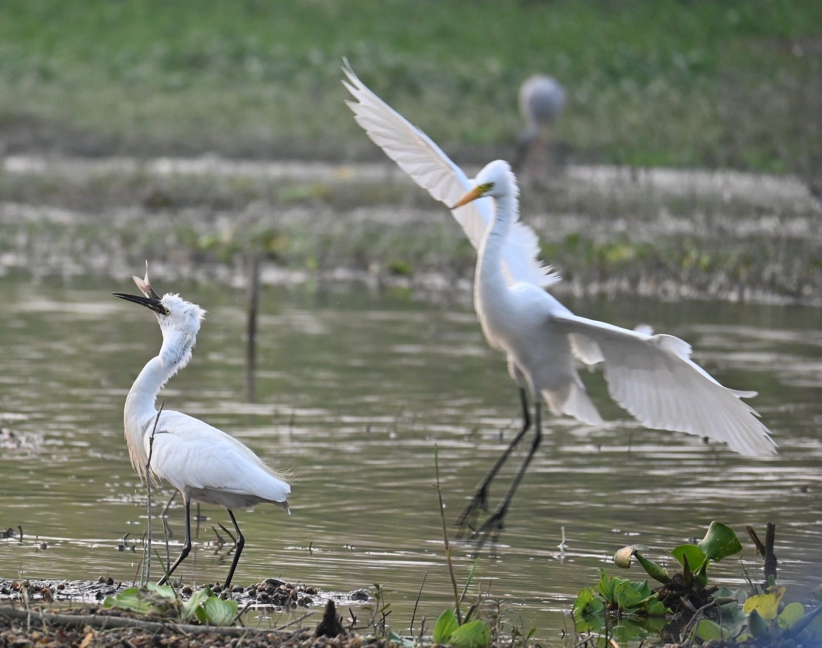 Little Egret with a freshly caught fish as another egret lands nearby at Bhigwan wetlands