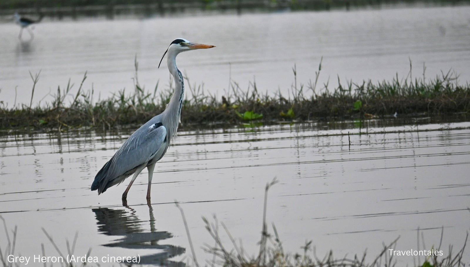 Grey Heron wading through shallow water at Ujani backwaters, Bhigwan, Maharashtra