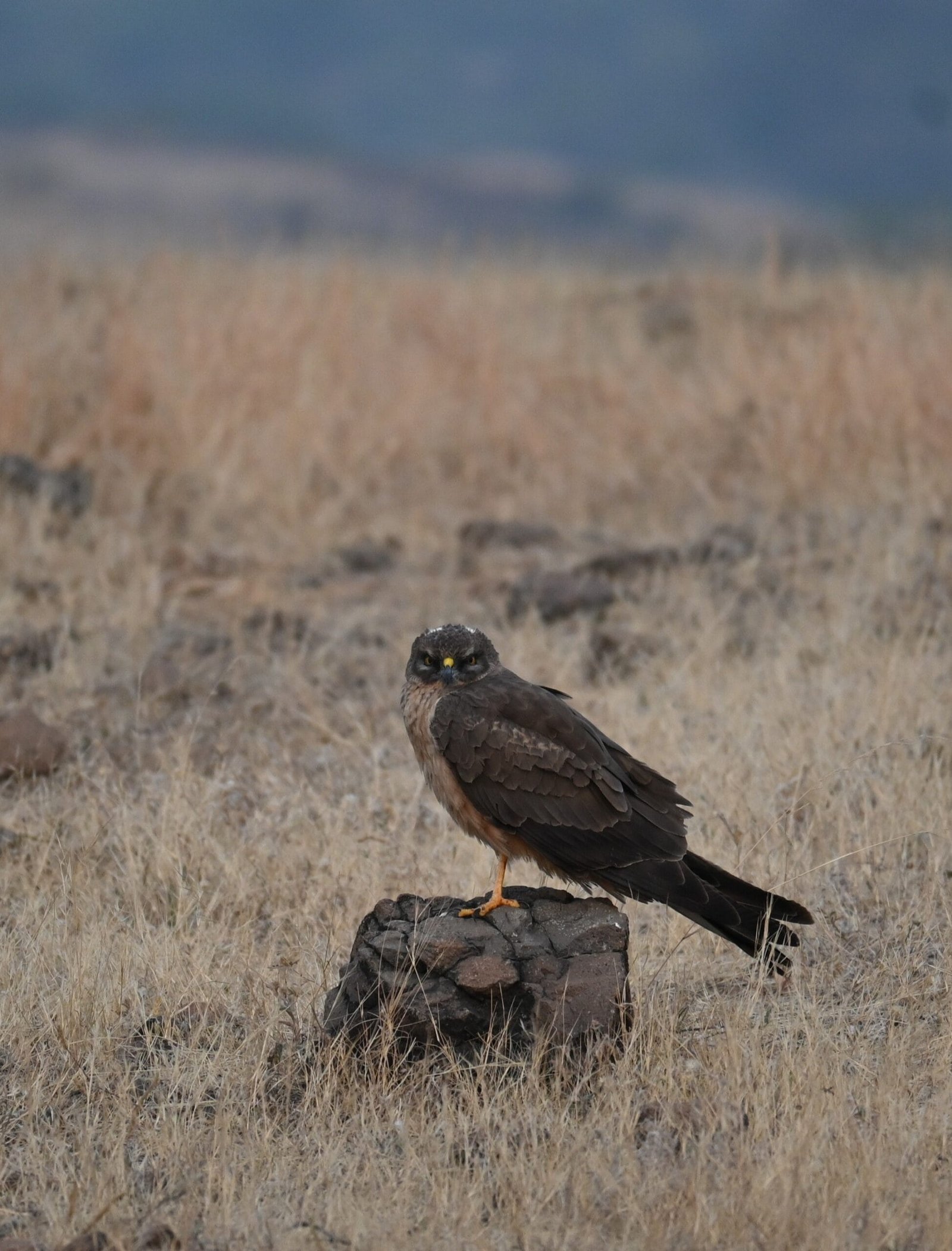 Montagu's Harrier perched on a rock, staring directly at the camera, Kadbanwadi grasslands near Bhigwan
