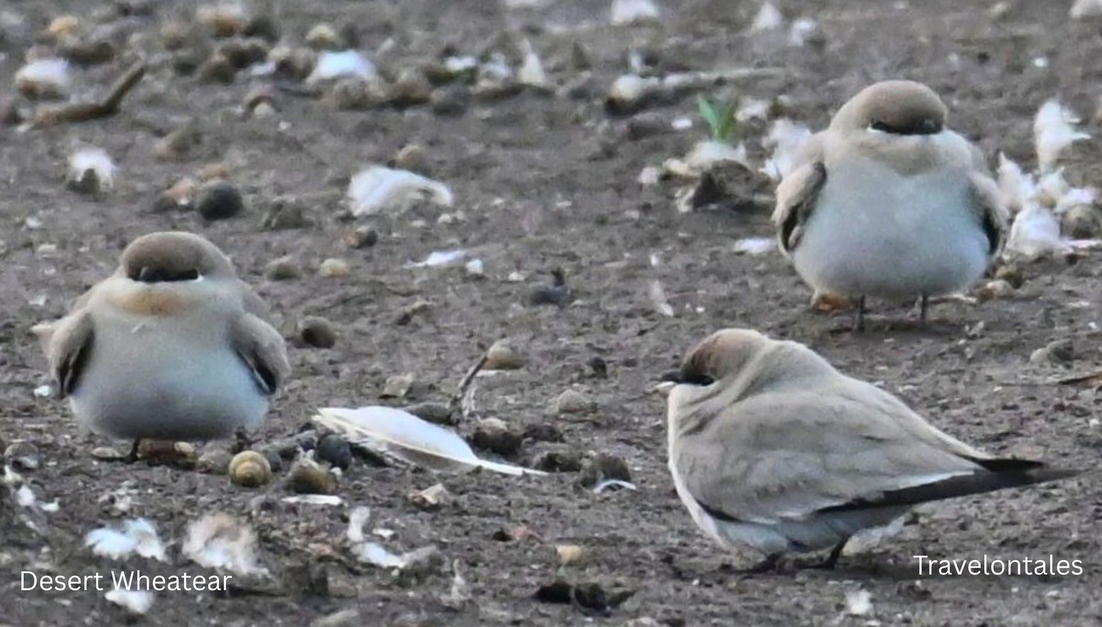 Desert Wheatears on cracked earth in the grasslands near Bhigwan, Maharashtra