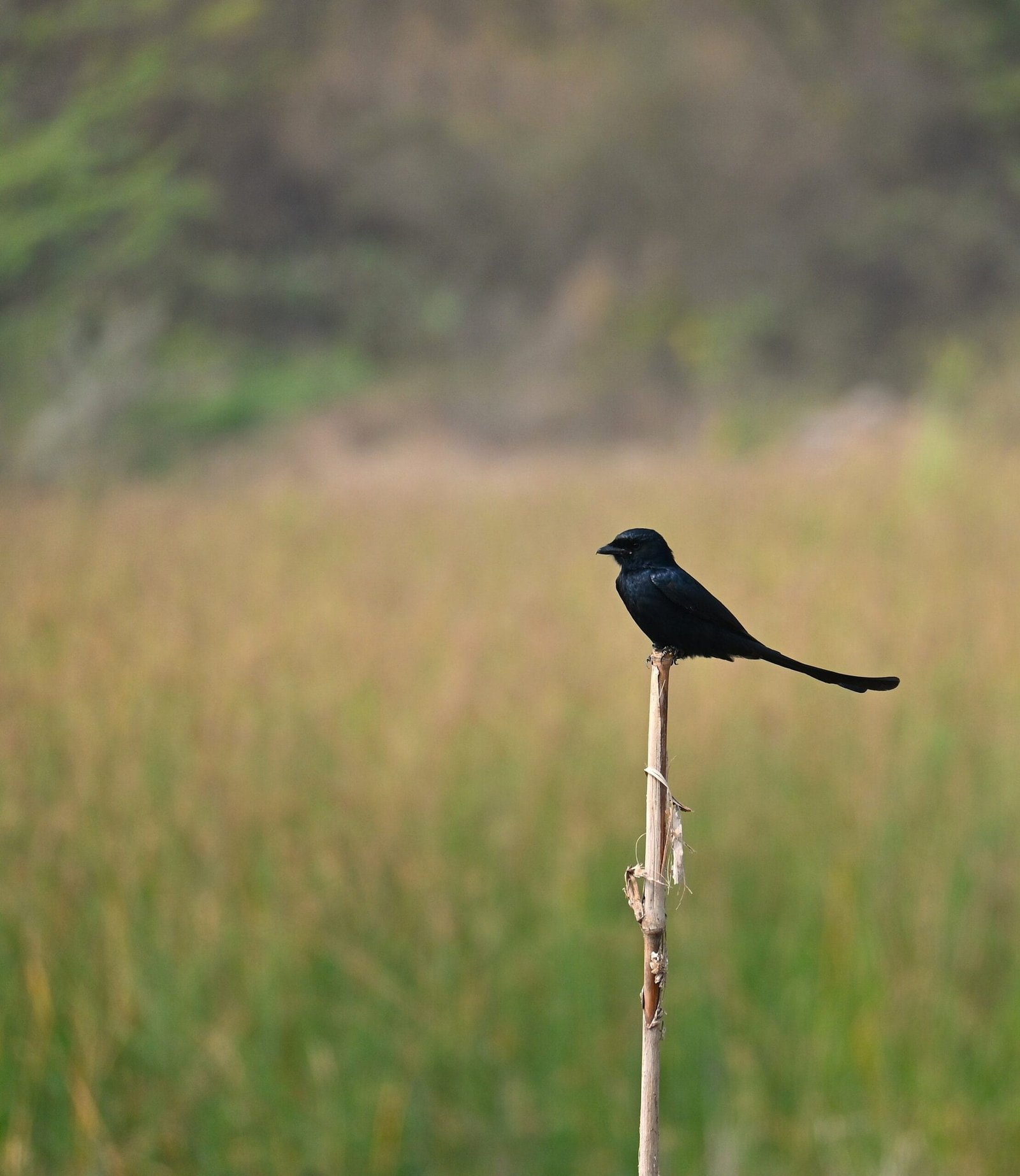 Black Drongo perched on a bare reed against golden grassland at Bhigwan