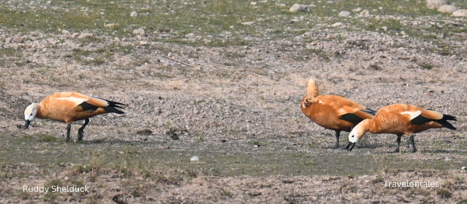 Pair of Ruddy Shelducks foraging on dry farmland near Bhigwan